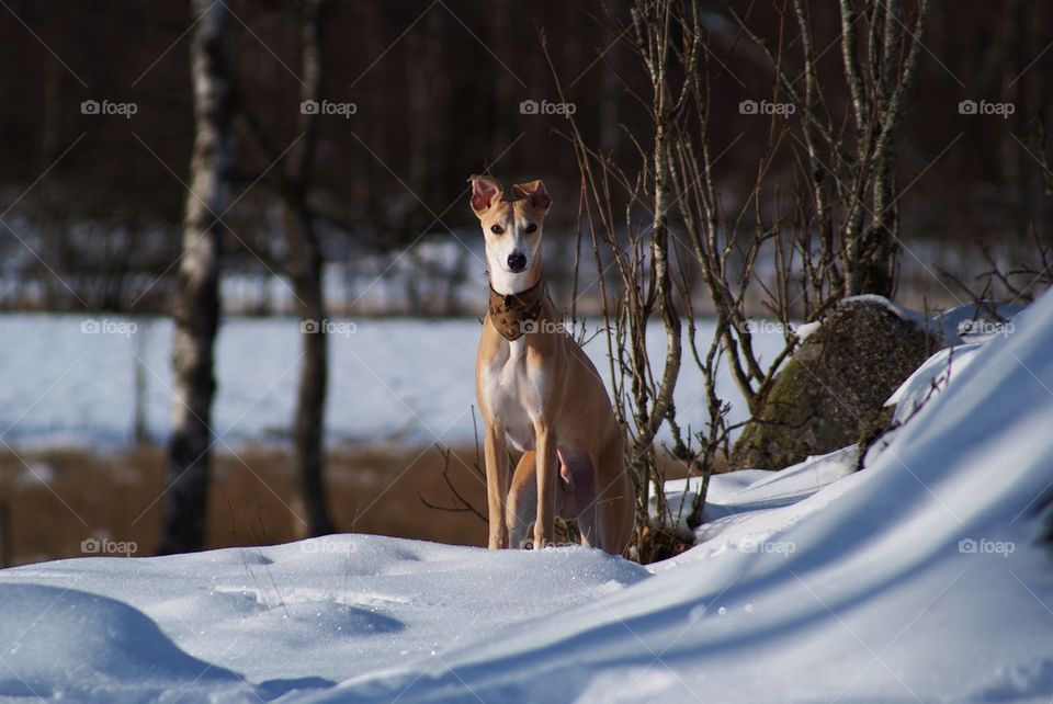 Portrait of a dog sitting in snow