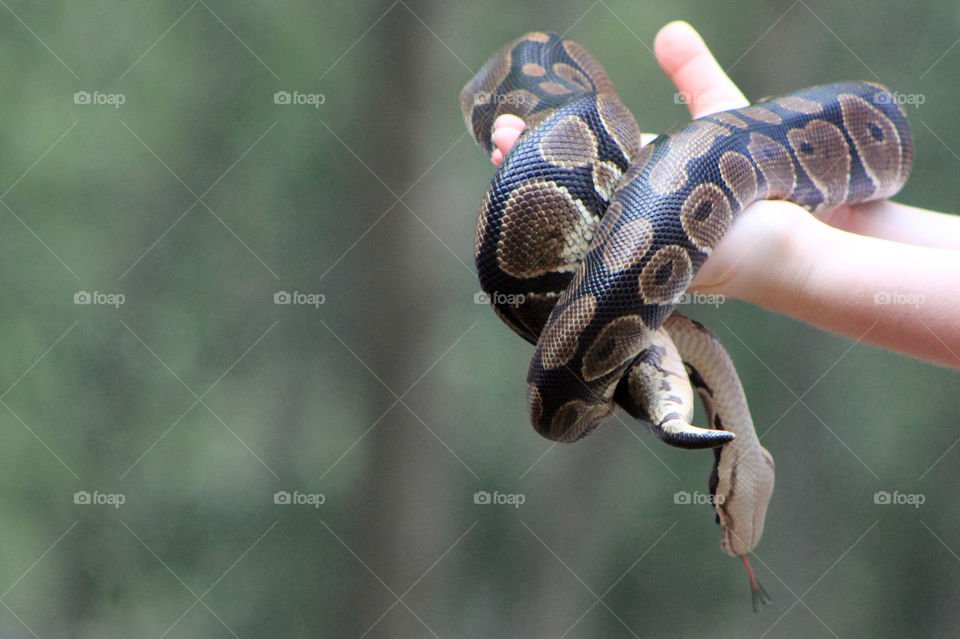 Rule of 1/3s & fore/back ground relationship: Visitors to the park got to hold this beautiful snake who would coil around people’s hands & occasionally try to escape to the ground. Her red tongue was out & flickering as if to taste any nearby treats!