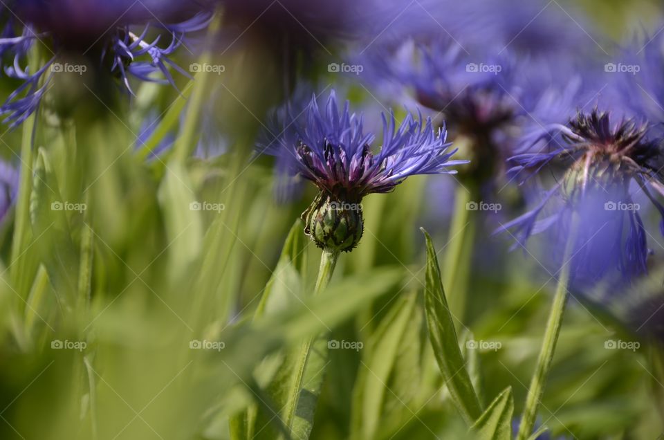 low depth of field picture of flowers in northern Canada
