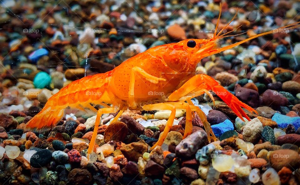 Orange crayfish—taken in Hammond, Indiana 