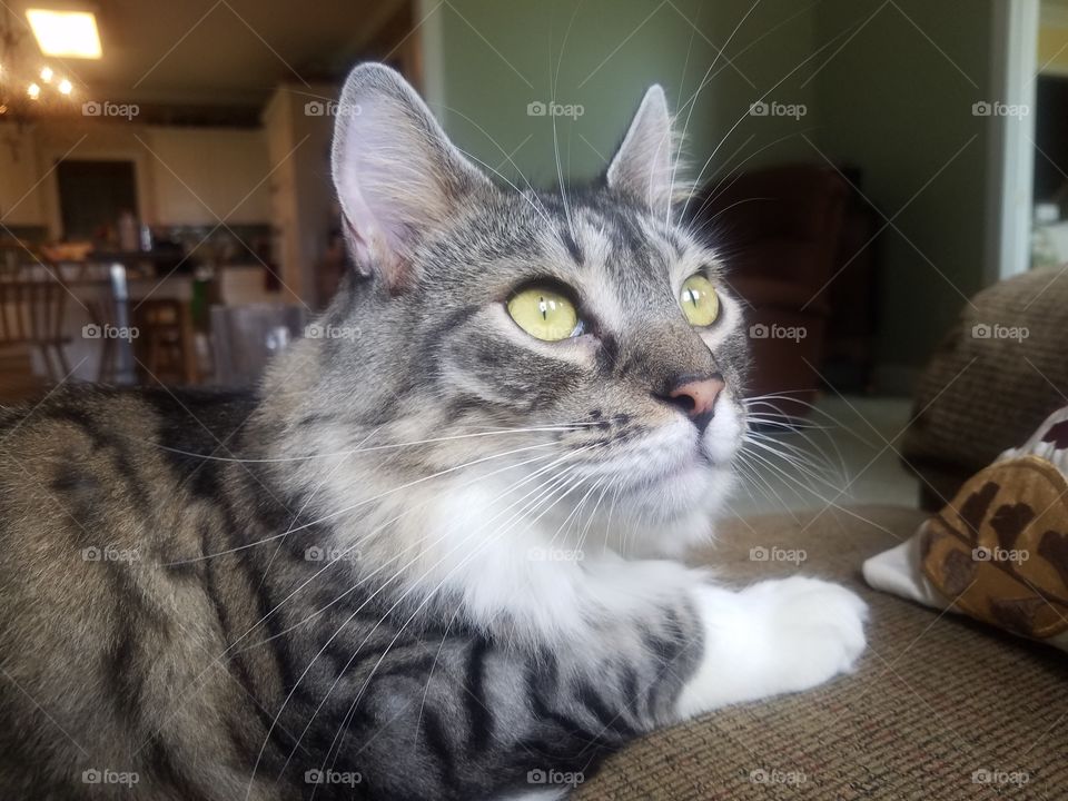 This Lion Lives in my House