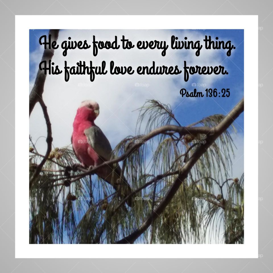 Galah in Tree with Bible Verse