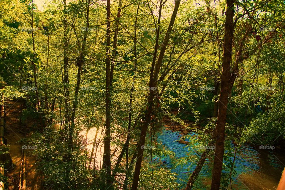 Forest by a river