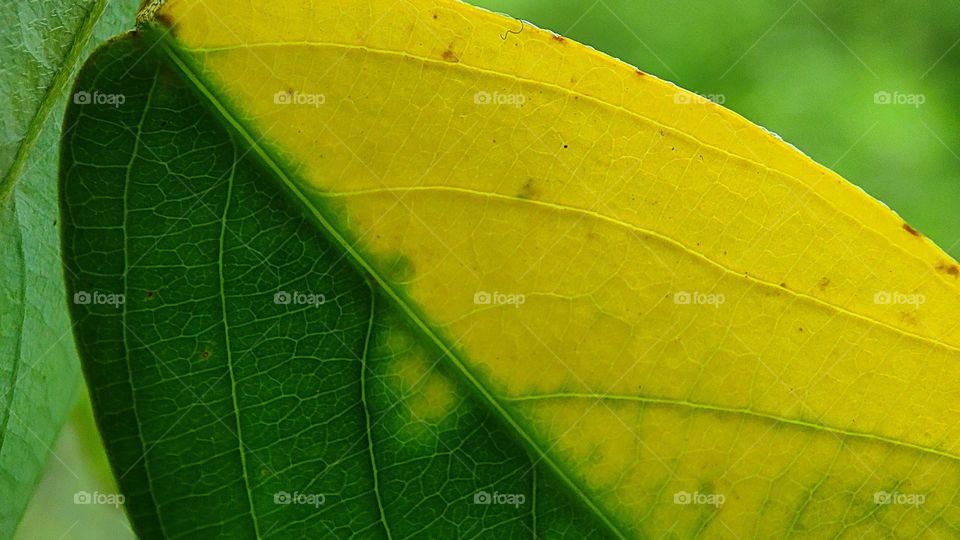 Leaf turning it's colour from green to yellow
