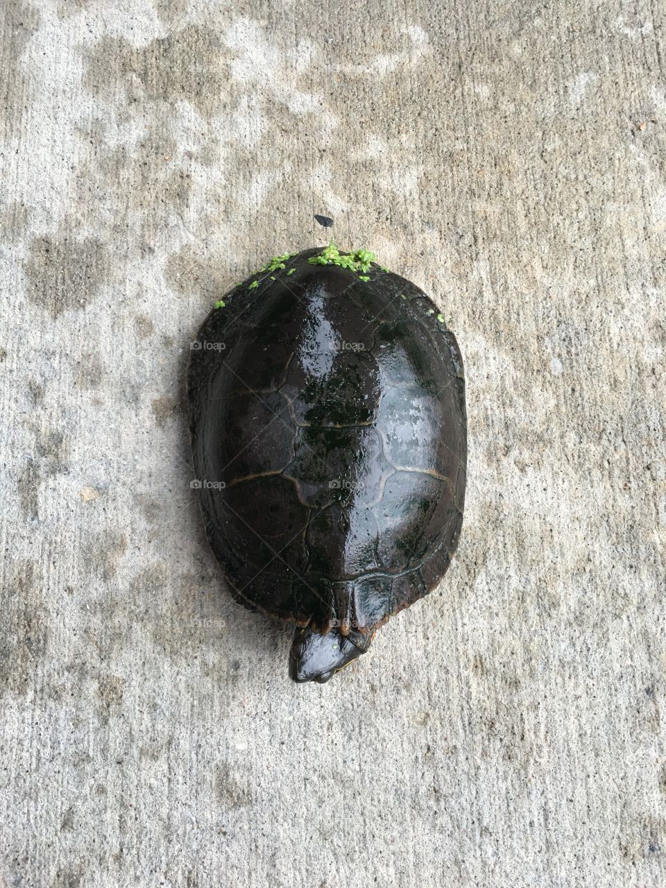 turtle turtle. 