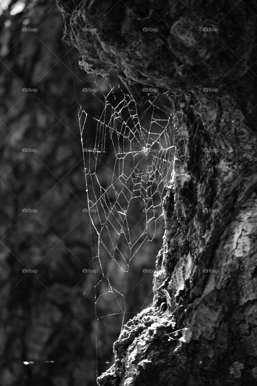 Spiderweb in Black and White