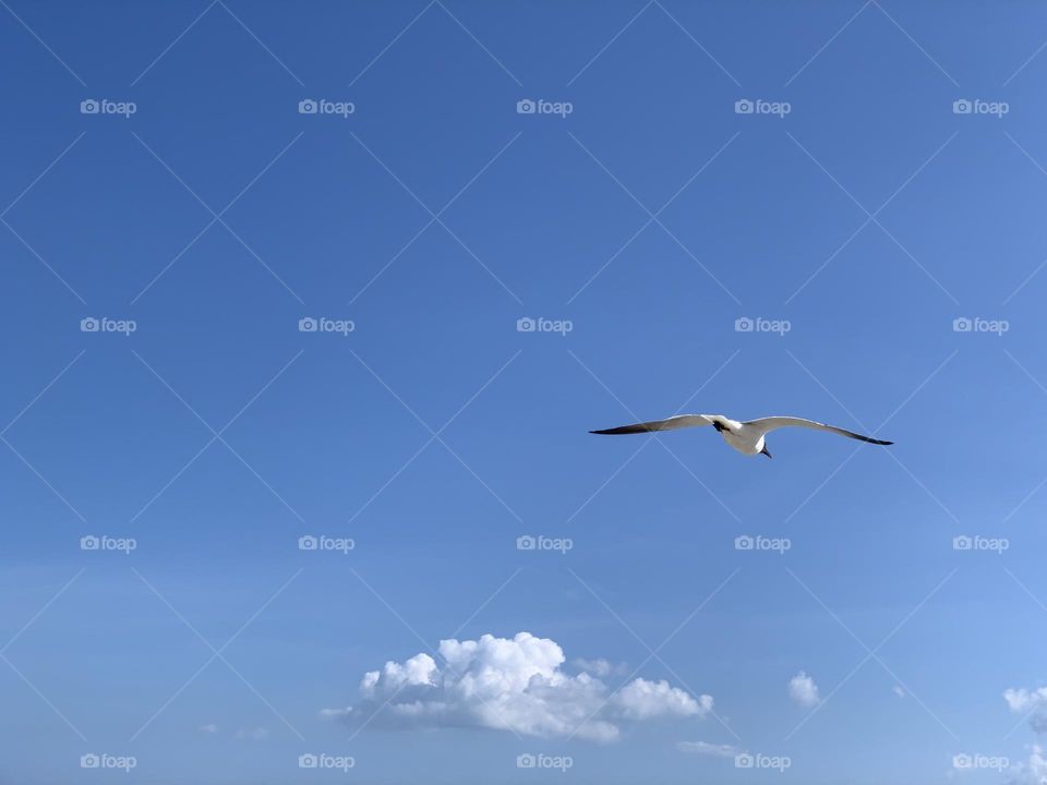 Flying seagull against blue sky.