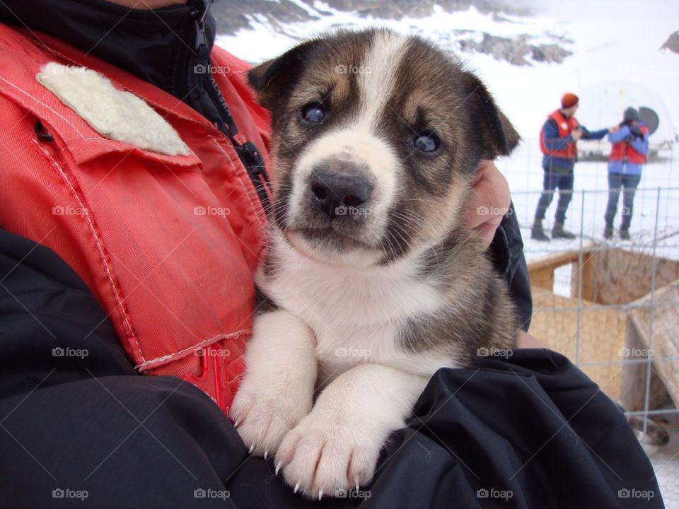Mid section of man holding husky puppy