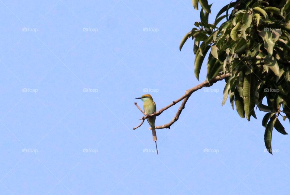 Green bee-eater - spotted at Dasada, Gujarat