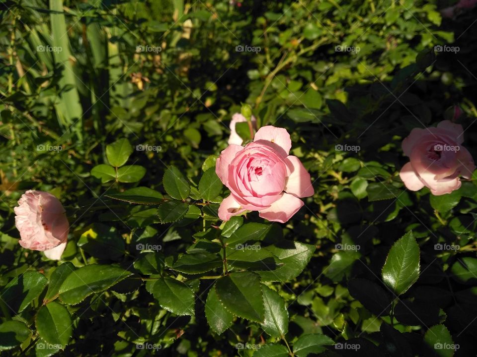 Pink head rose