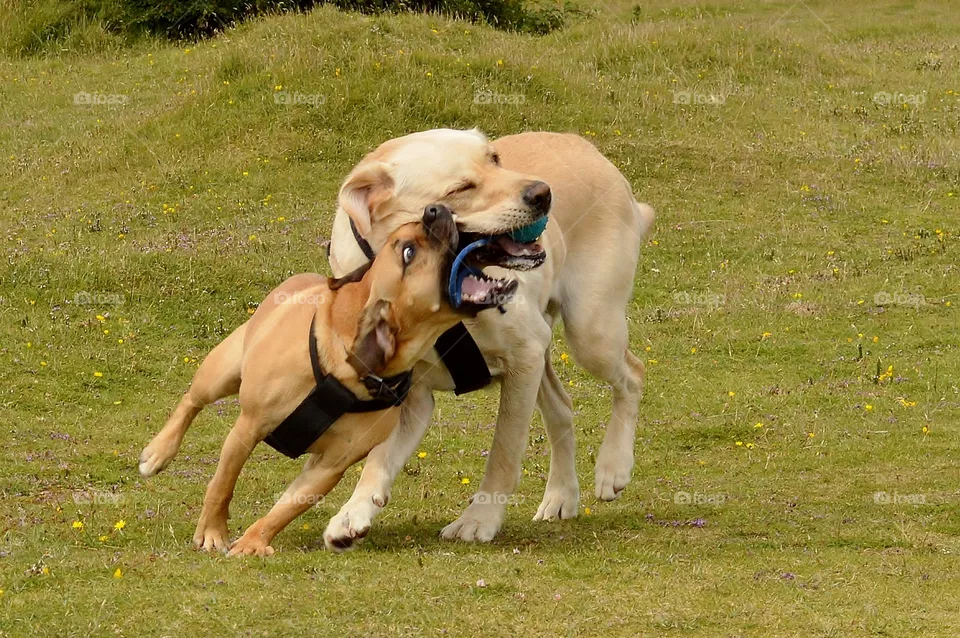 Dog play 