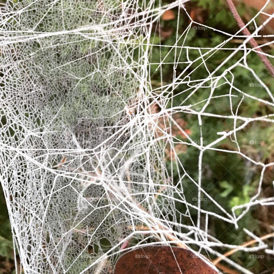 Spiders web detail 