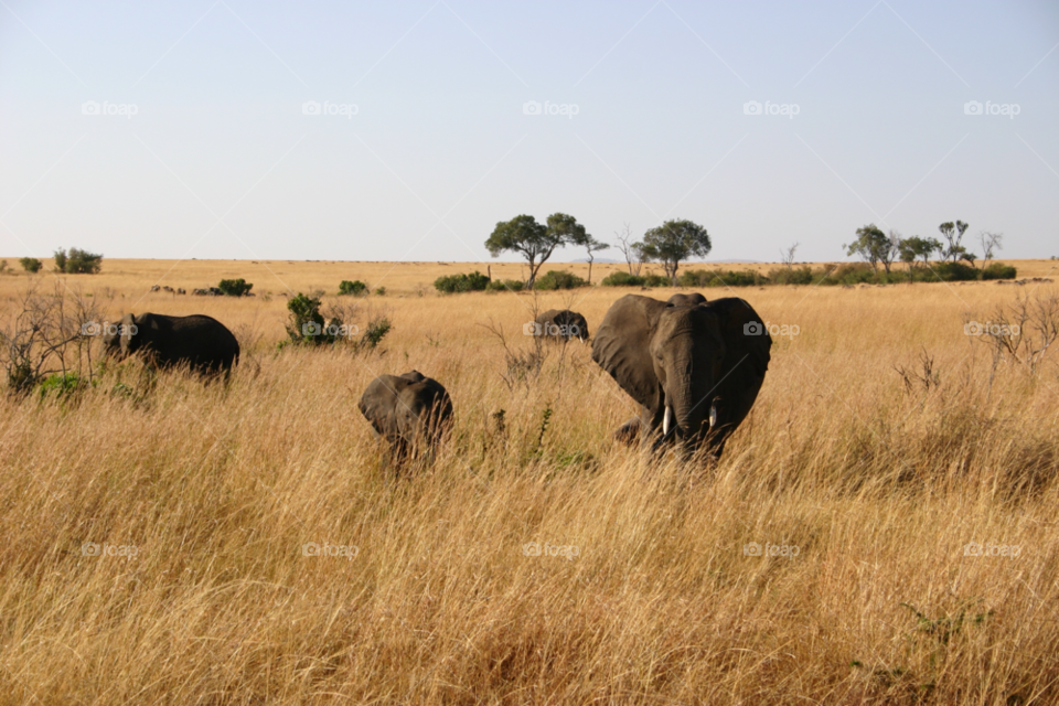 kenya baby mother elephants by martynmcgoun