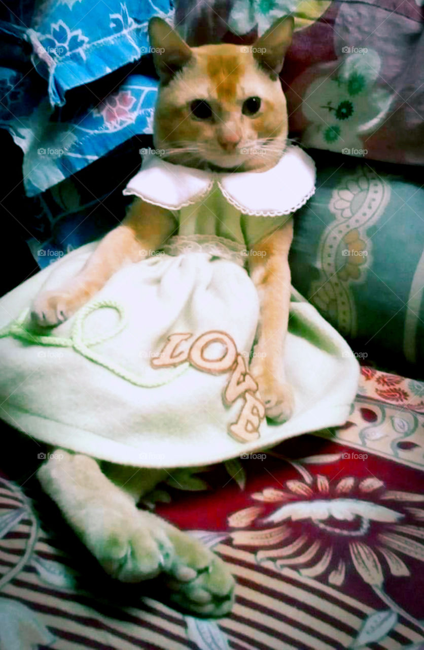 CUTE LITTLE PRINCESS KITTY GIVING POSE  ☺️😻