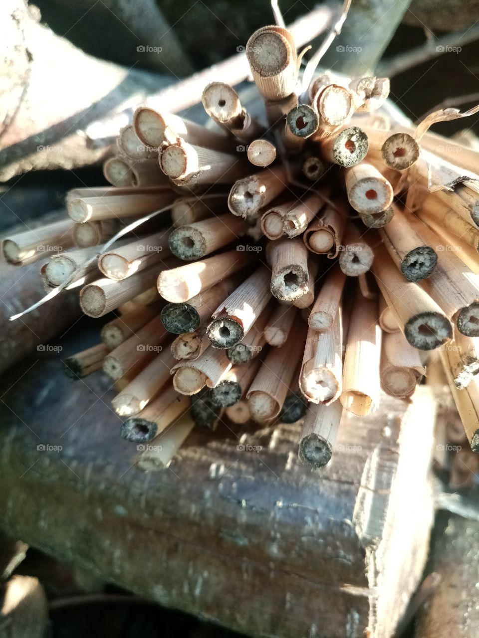 Permacultural garden