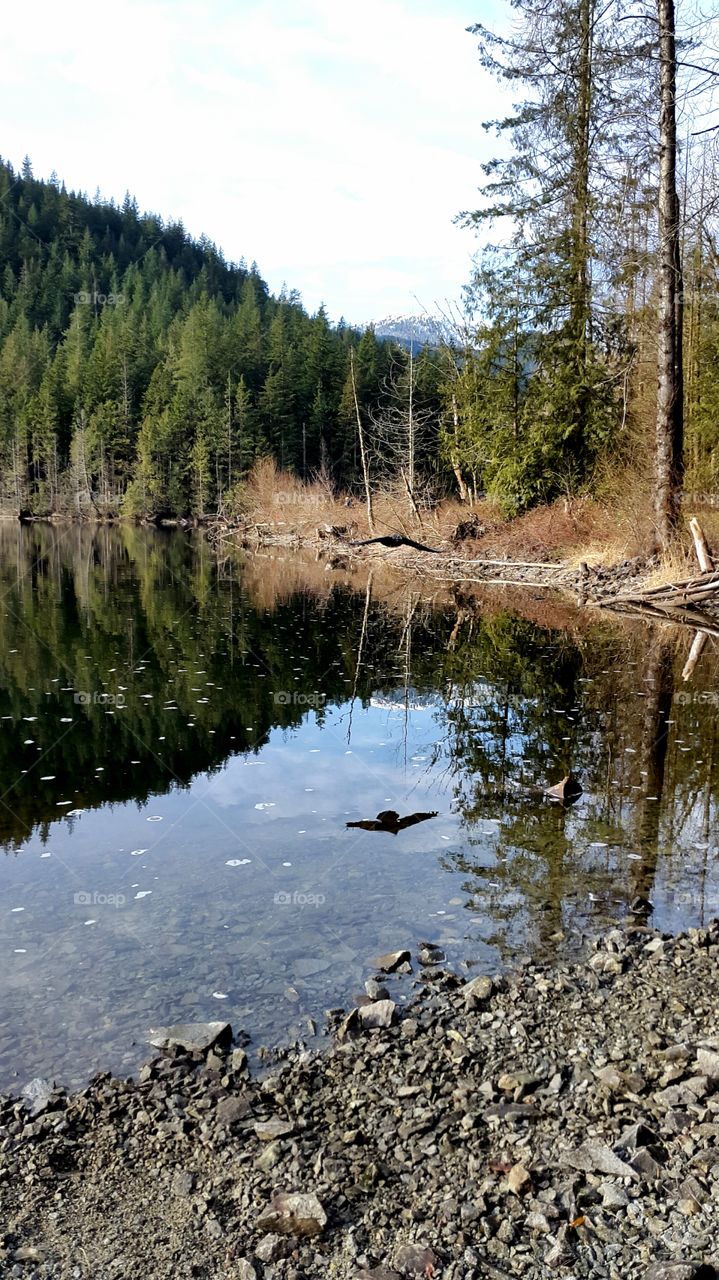 Bird flying over the lake