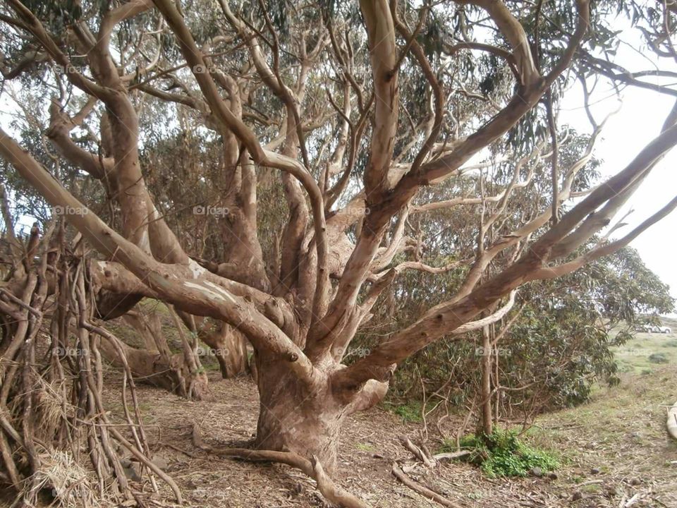 California tree. tree on a hike