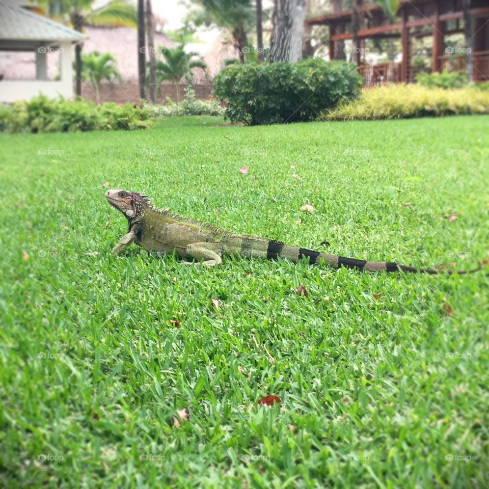 Great Iguana in Panama