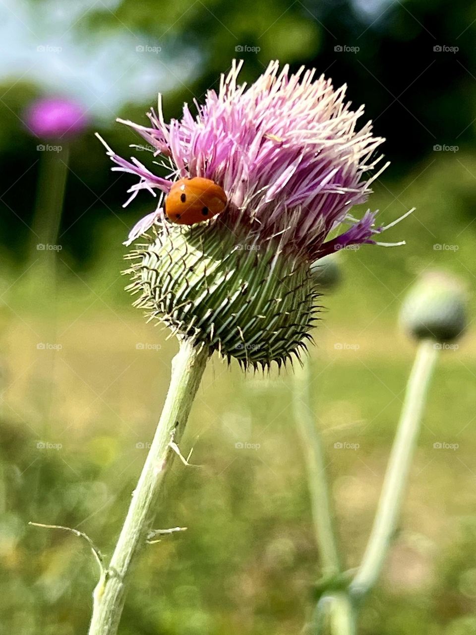 Closeup of a budding purple thistle and a ladybug 