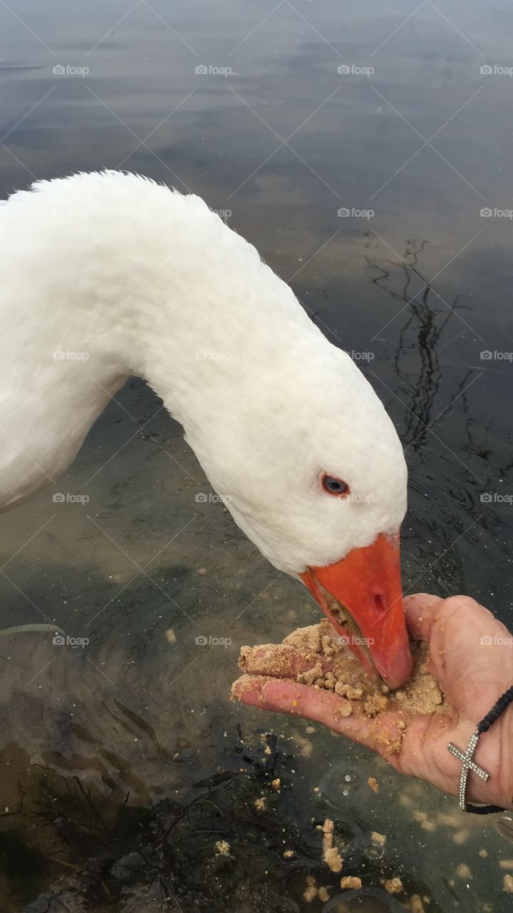 Favorite beautiful white goose 