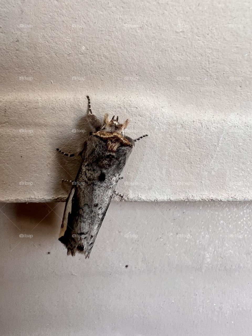 It’s a bugs life along side a night creature