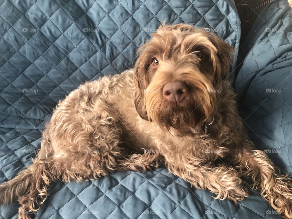 Dog resting on couch