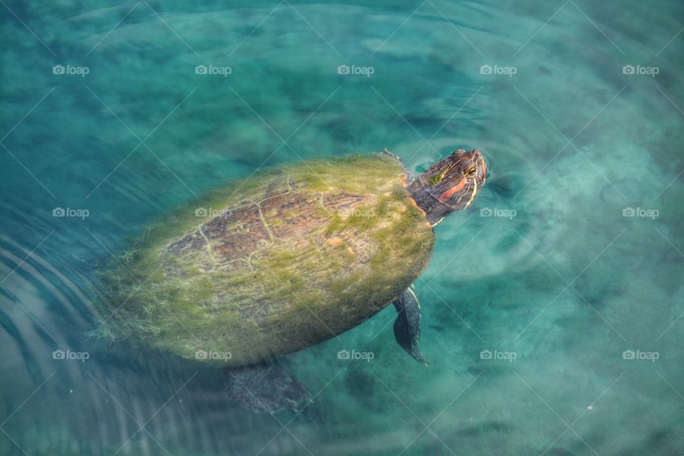 Turtle I saw in a graveyard pond with blue water and algae on his back