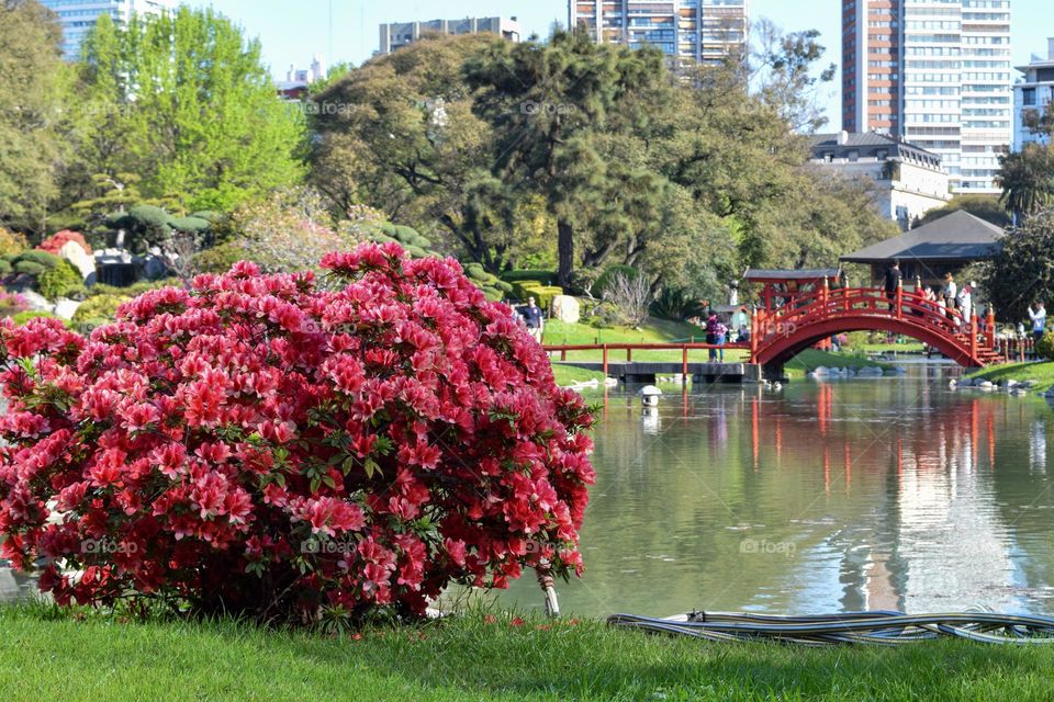 Garden japon Buenos Aires Argentina