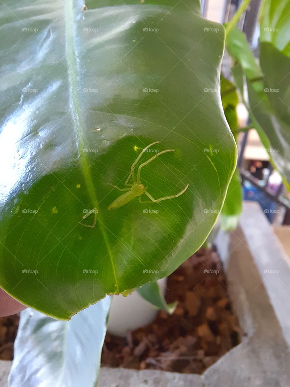Green  spider with a broken arm