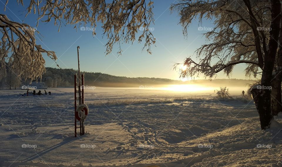 Frozen trees in winter