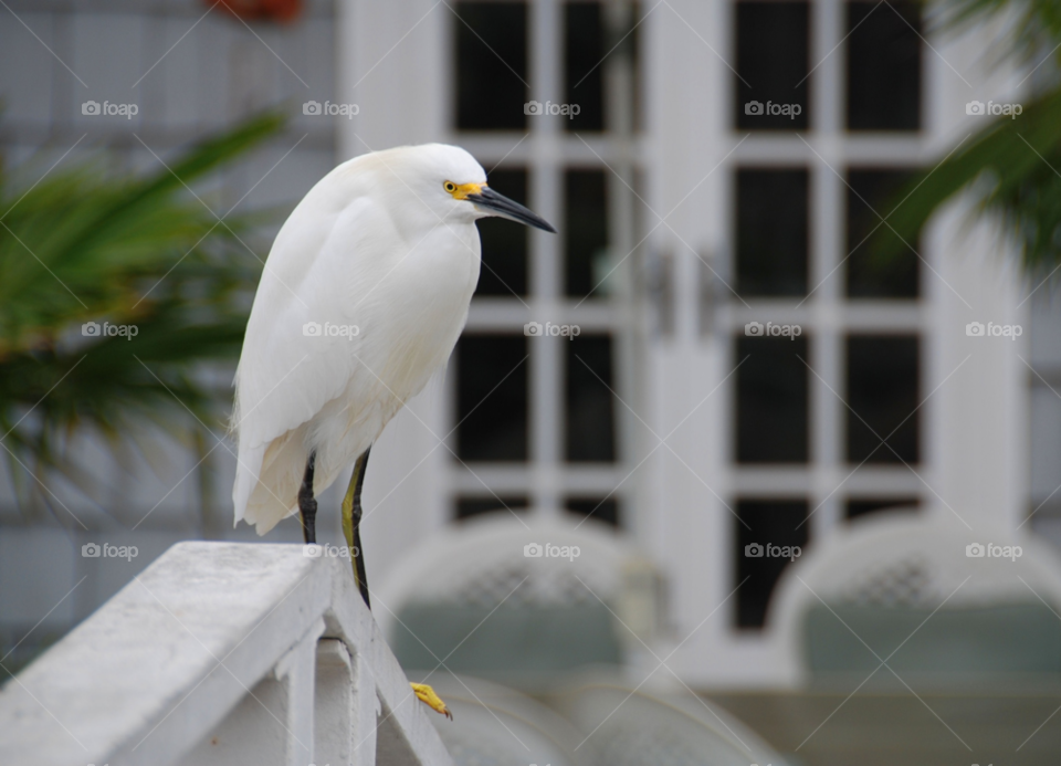 bird animals nature wallpaper by wme