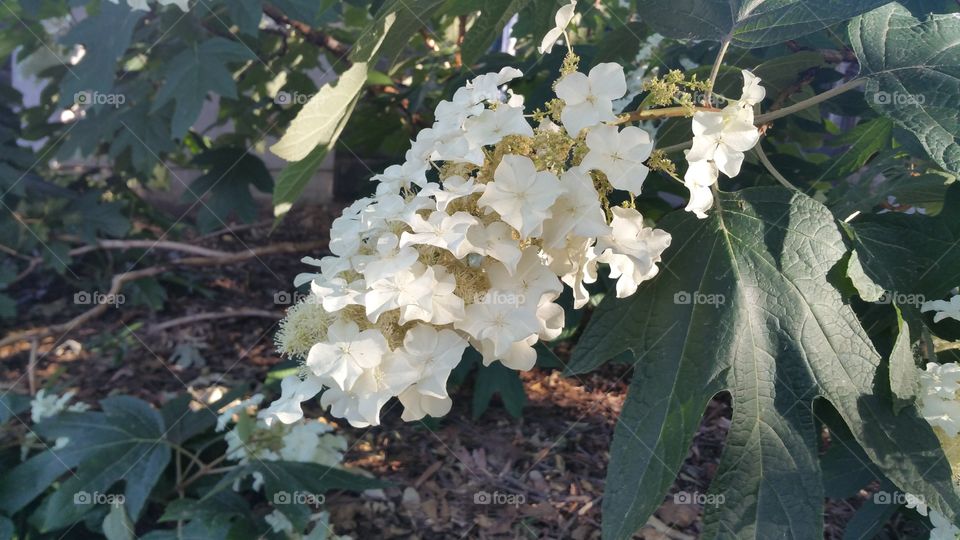 comb Hydrangea Flower