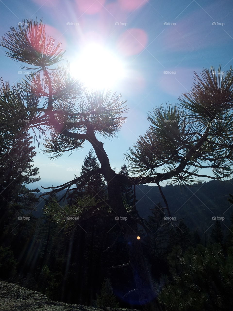 Mountain pine. sun setting behind a mountain pine