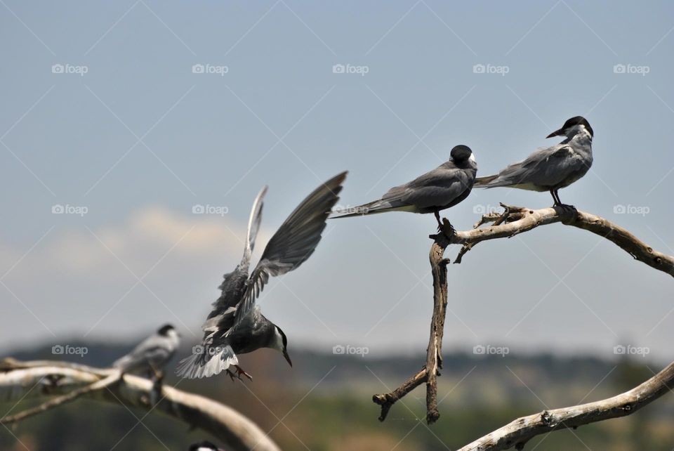 bird landing on branch