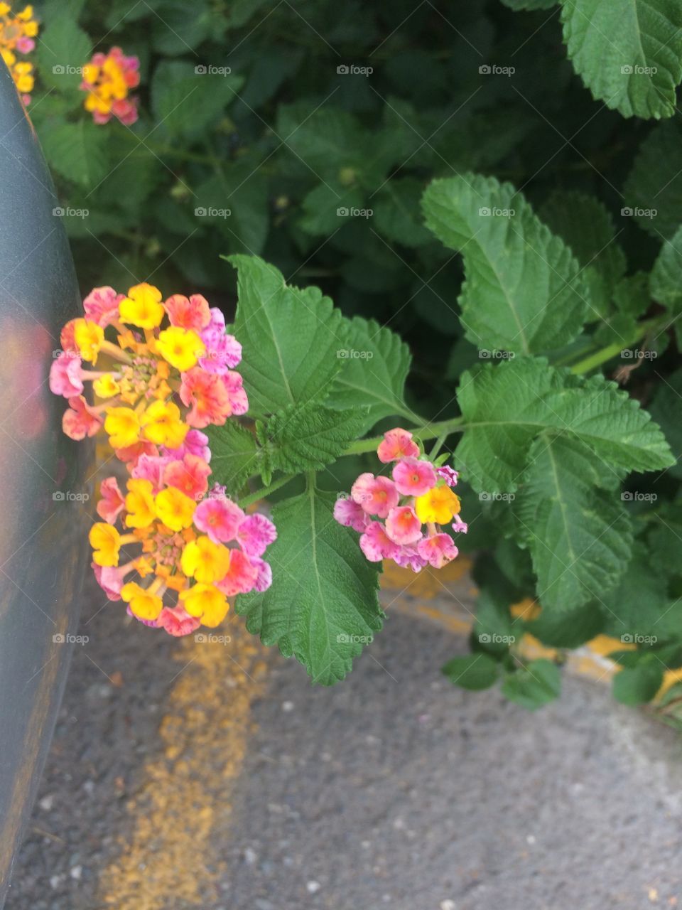 Multicolored Blooms 