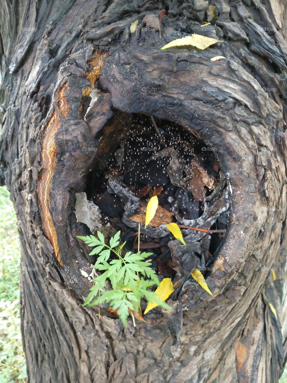 socket in a tree