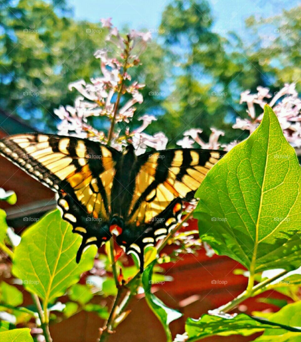 Beautiful Butterfly!