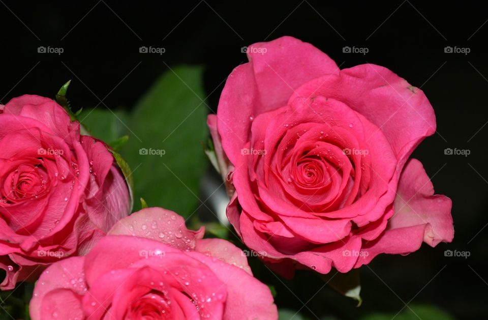 roses pink