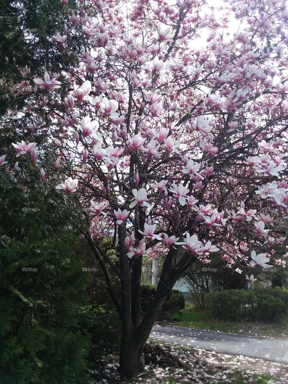 magnolia tree