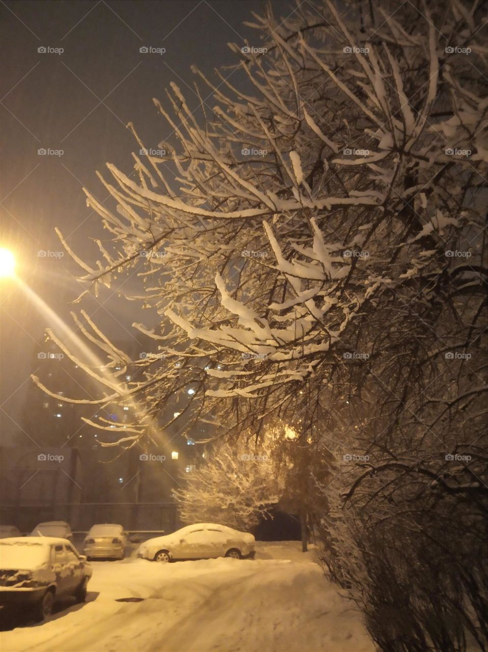 Frosty Marvels: Nature's Icy Artistry