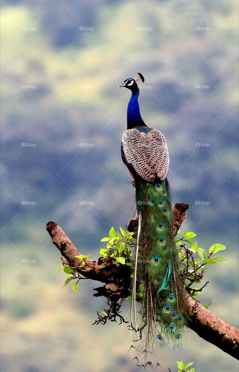 Peacock-India’s National Bird