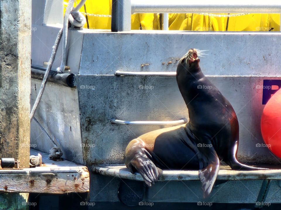 A large California Sea Lion barks from the back of a fishing vessel