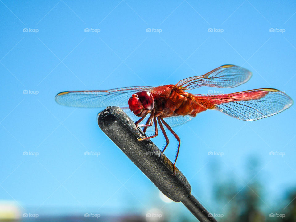 Insect, Dragonfly, Fly, Nature, No Person
