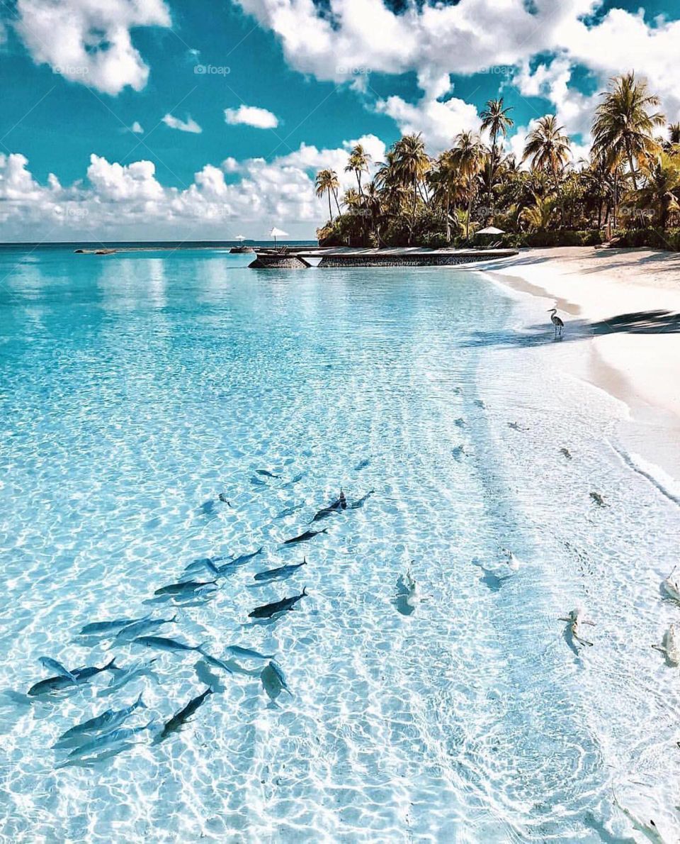 The Maldives 🏝