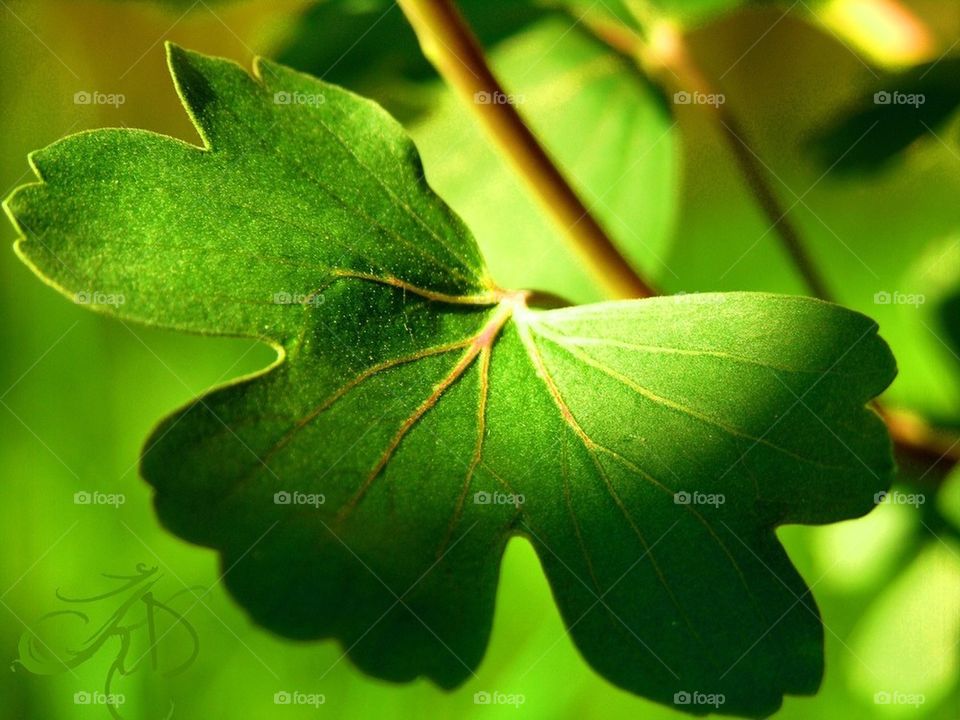 Forest leaf