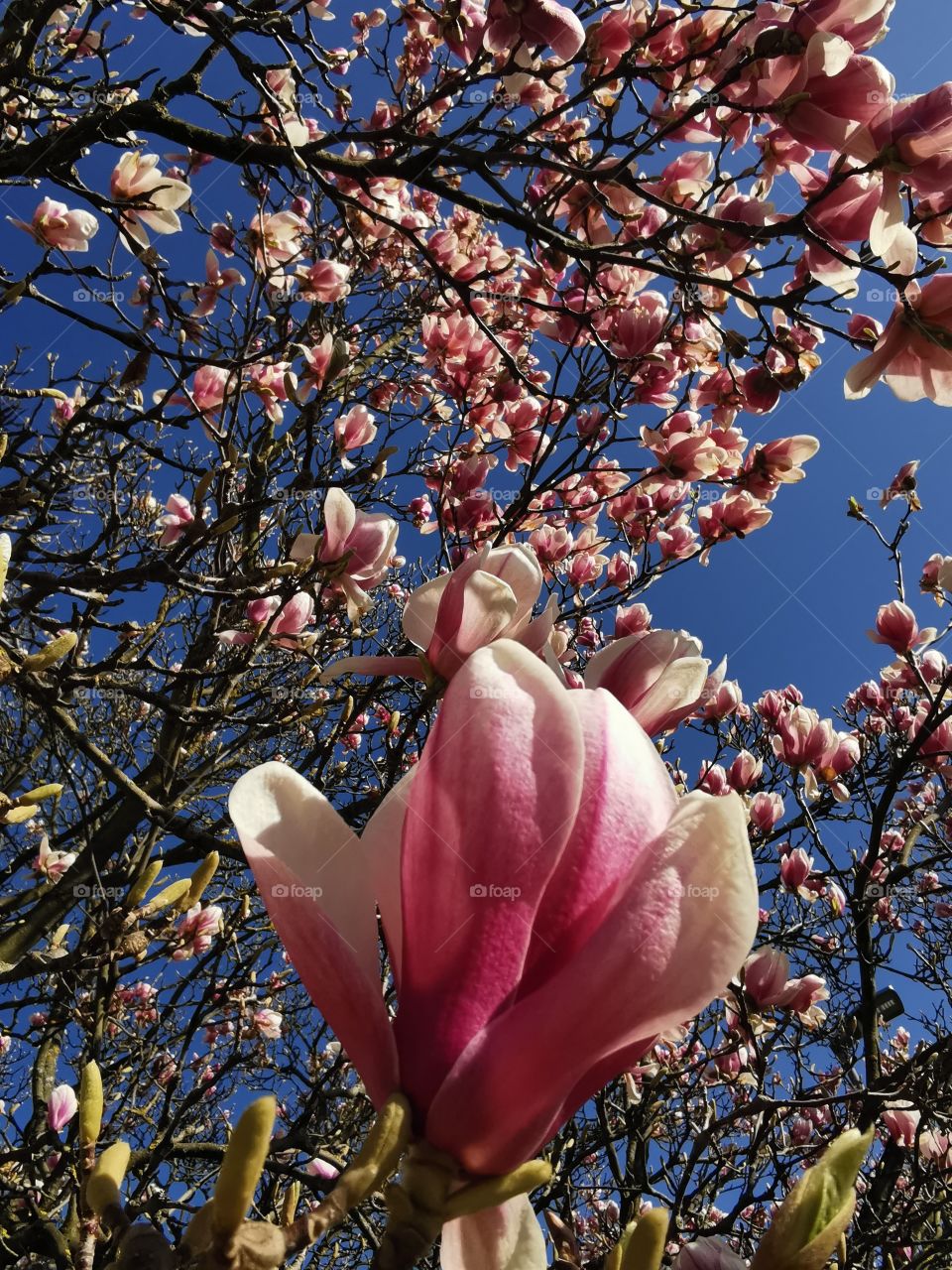 Magnolia tree in springtime