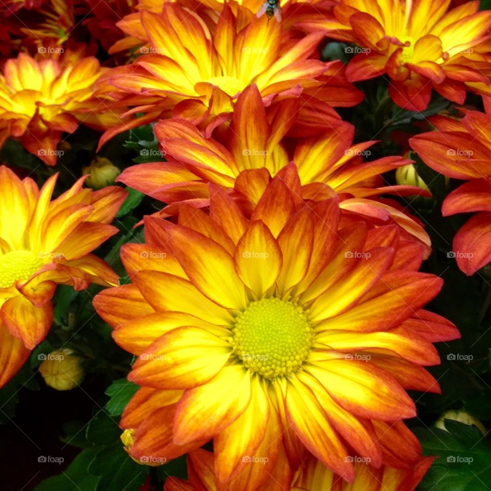 Close-up of a flower