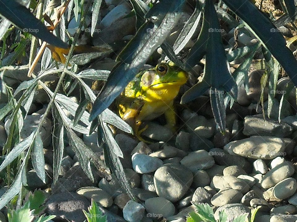 Peek-a-Boo Frog