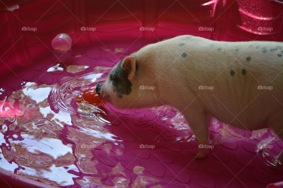 Pink Pig in a Pink Pool