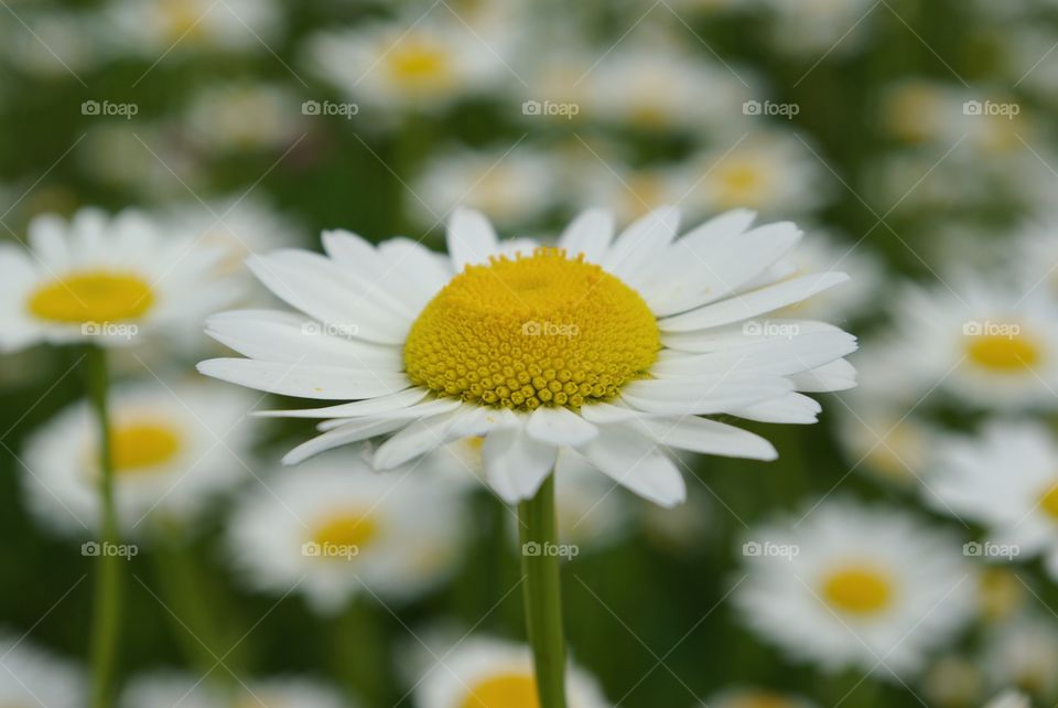 Daisy